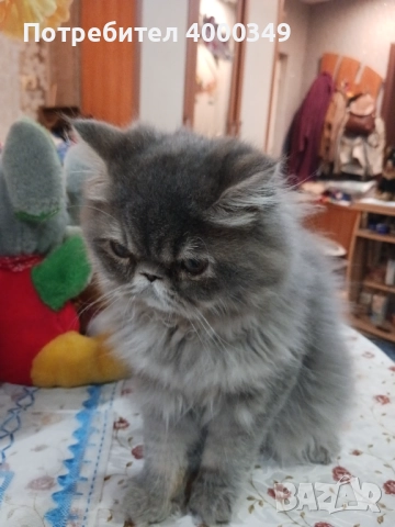 Продавам персийско женско коте, снимка 8 - Персийска - 52506650