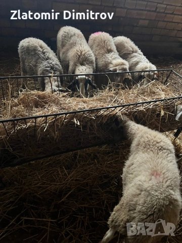 Продавaм мъжки шилета