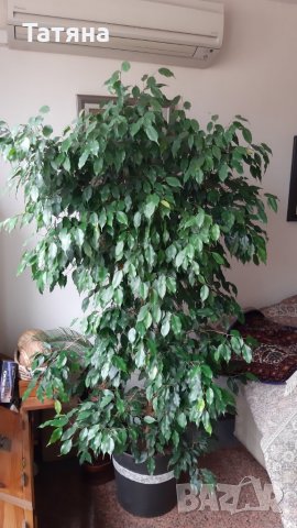 Бенджамин , снимка 3 - Стайни растения - 27217808