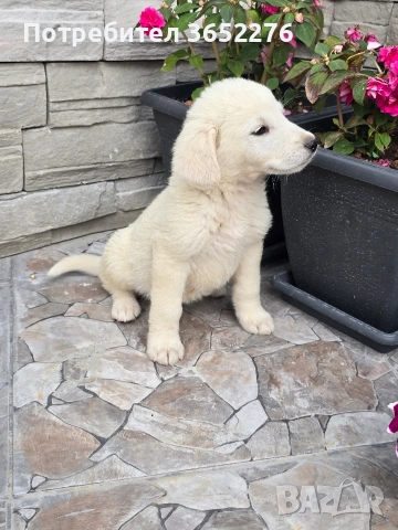 лабрадор ретривър, снимка 3 - Лабрадор ретривър - 53295216