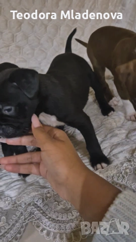 Продавам питбулчета , снимка 8 - Други животни - 53249389