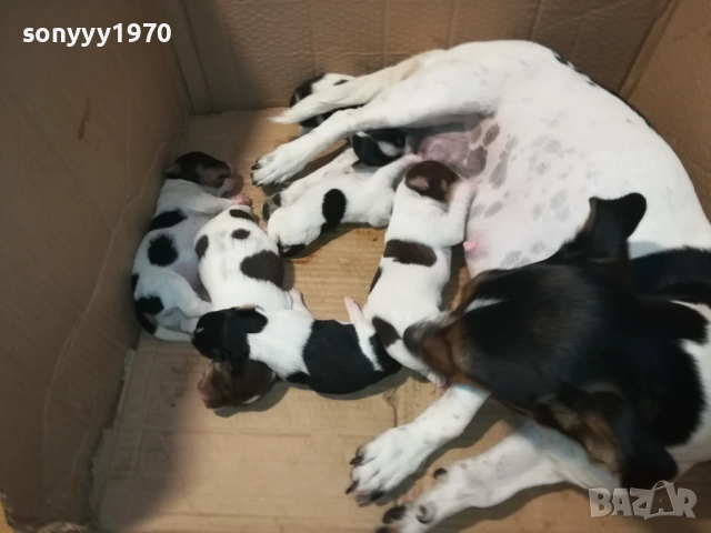 ДЖАК РЪСЕЛ-КУЧЕНЦА 2208250727, снимка 2 - Джак ръсел териер - 51449340