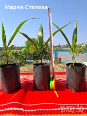 Палми от производител, снимка 14 - Стайни растения - 51037174
