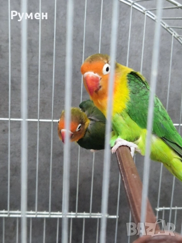 Неразделки чифт, снимка 9 - Папагали - 53383549