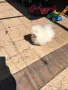 Мини померан момче, снимка 1