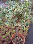 Ilex variefatum Alberet(Илекс Алберт), снимка 1 - Градински цветя и растения - 43906807