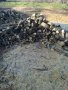 Дърва за огрев "Акация", снимка 6