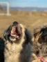 Кавказки овчарки , снимка 6