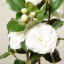 Камелия бяла(Camellia Japonica), снимка 2