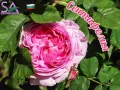 Разсад маслодайни рози, снимка 4