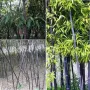 100 висококачествени семена Студоустойчив черен бамбук от САЩ за Декорация на дома и Градината , снимка 12