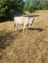 крави юници телета, снимка 9