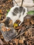 Подаряваме малко коте , снимка 3