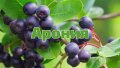 Арония- Aronia melanocarpa Aronija Aронија, род Sorbus, подрод Aronia на семейство Розоцветни (Rosac