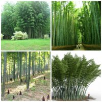 100 Семена от бамбук Moso-Bamboo красиво растение за вашата градина, за декорация , снимка 16 - Сортови семена и луковици - 19674349
