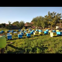 Натурален Пчелен Мед, снимка 4 - Пчелни продукти - 43851443
