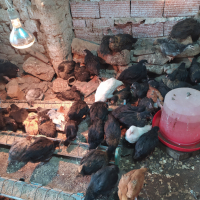 Продавам пилета супер харко женски и старозагорска кръстоска на 2 месеца , снимка 1 - Кокошки и пуйки - 44910170