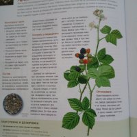 Лекарствени растения, снимка 1 - Специализирана литература - 27581663