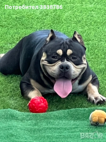 Американско були покет , снимка 1