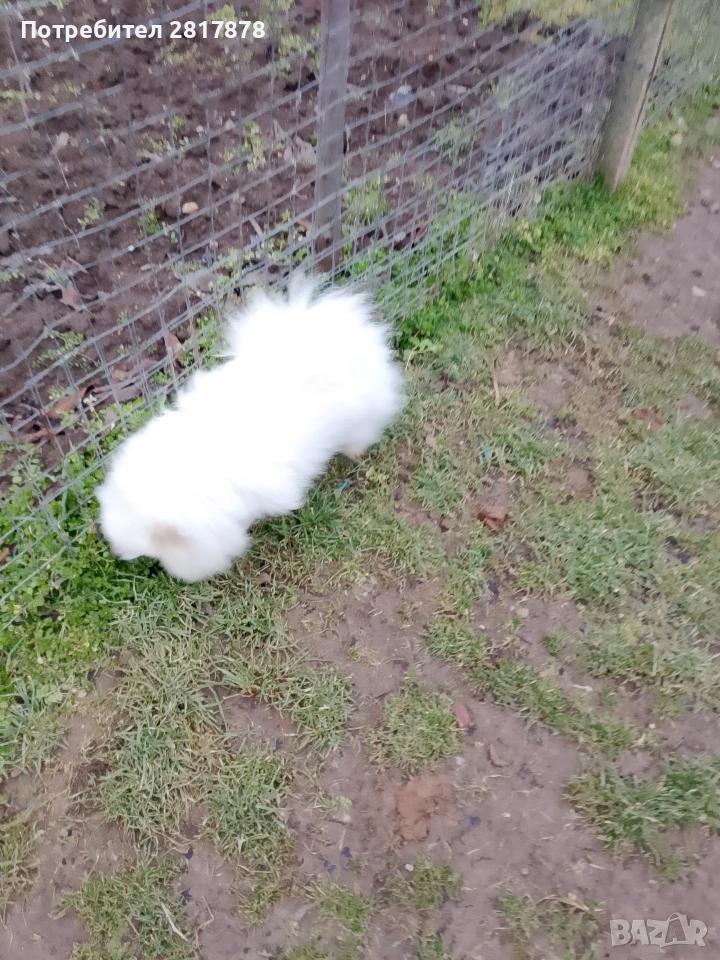 продавам померан , снимка 1