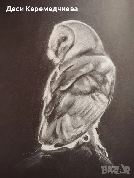 сова, снимка 1