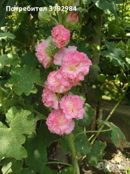 Градинска ружа ( alcea rosea ), снимка 1