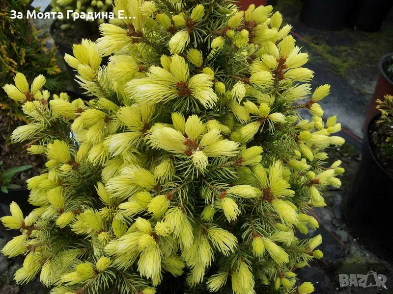 Канадски Смърч -Дейзи Уайт, снимка 1