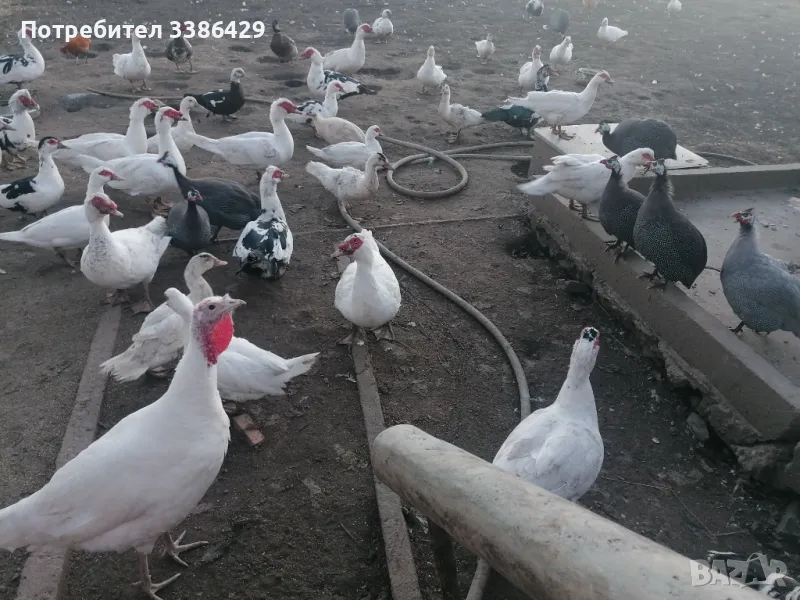  неми патици,  токачки, снимка 1