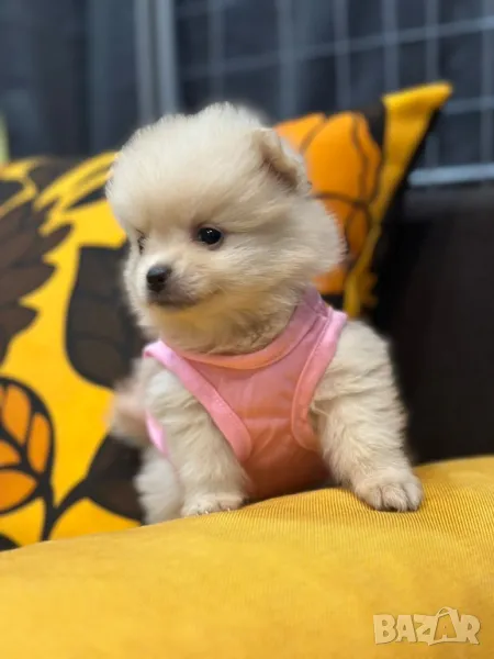 Померан , снимка 1