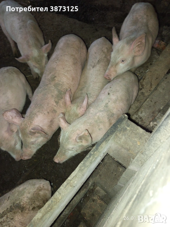 Свободни бели прасета, снимка 1