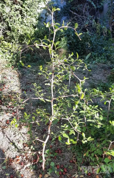 Хинап дръвче, снимка 1