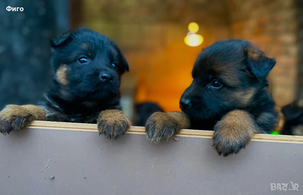 Немски Овчарки, снимка 1