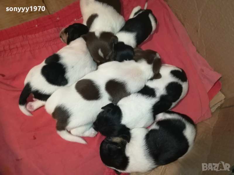 ДЖАК РЪСЕЛ БЕБЕТА-УНИКАЛНИ СЛАДУРИ 250ЛВ ЗА ЕДНО 0209250740, снимка 1