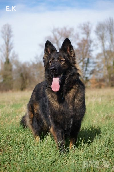 Дългокосместа мъжка немска овчарка , снимка 1