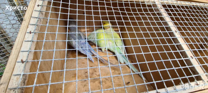 Работещи чифтове малки александри , снимка 1