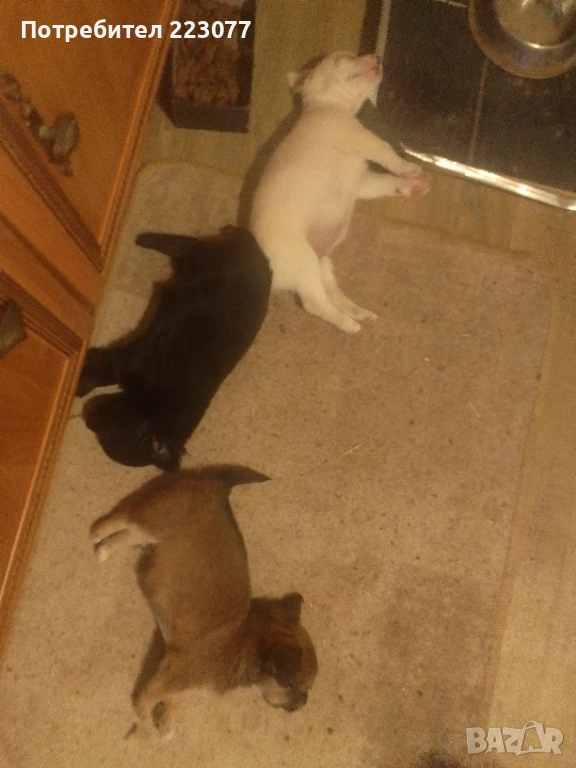 Пинчер, снимка 1