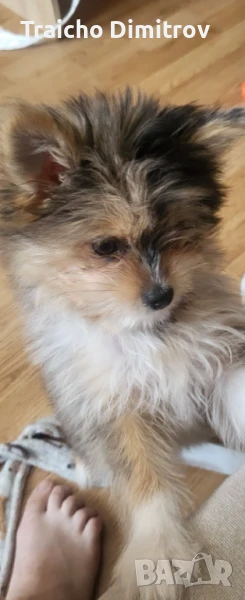 Йоркширски териер на 3 месеца, снимка 1