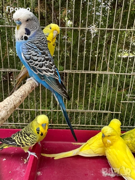 Изложбени вълнисти папагали, снимка 1