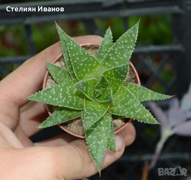 Гастералое (×Gasteraloe bedinghausii), снимка 1