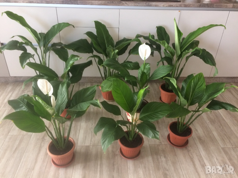 Спатифилум (Женско щастие), Драцена, Хлорофитум, , снимка 1