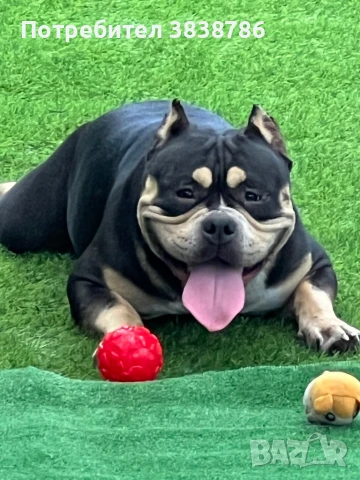 Американско були покет , снимка 1