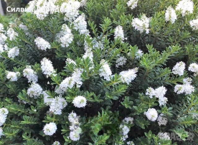 Хебе Hebe, снимка 8 - Градински цветя и растения - 52534903