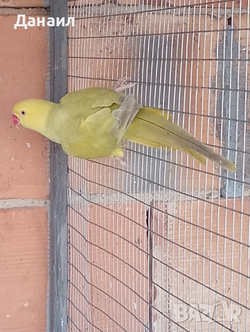 Малък Александър -женска , снимка 4 - Папагали - 53071987