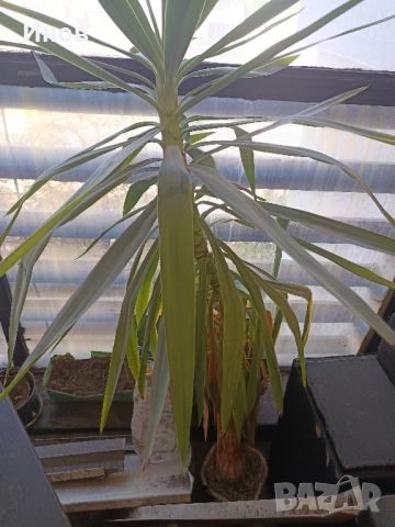 Юка над 2 метра 24 годишна