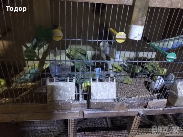 Продавам вълнисти папагали, снимка 4 - Папагали - 16375446