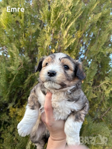 Обикновени Болонки, снимка 2 - Болонка - 52849550