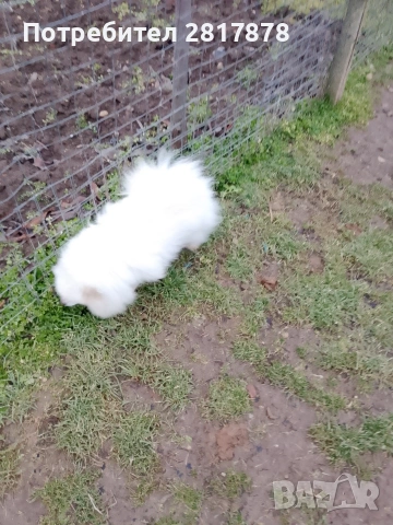 продавам померан 