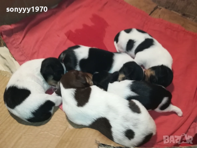 ПРОДАВАМЕ КУТРЕТА-ДЖАК РЪСЕЛ 250ЛВ ЗА 1БР 0209251838, снимка 4 - Джак ръсел териер - 51583363