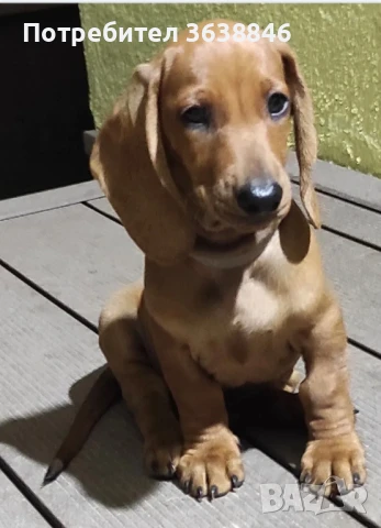 Дакел, снимка 3 - Дакели - 51135956