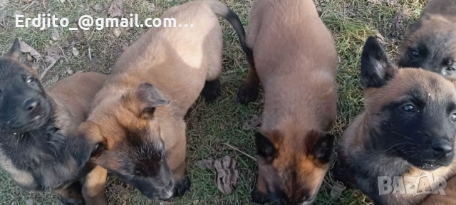 Белгийска овчарка Малиноа, снимка 6 - Белгийска овчарка - 52793479